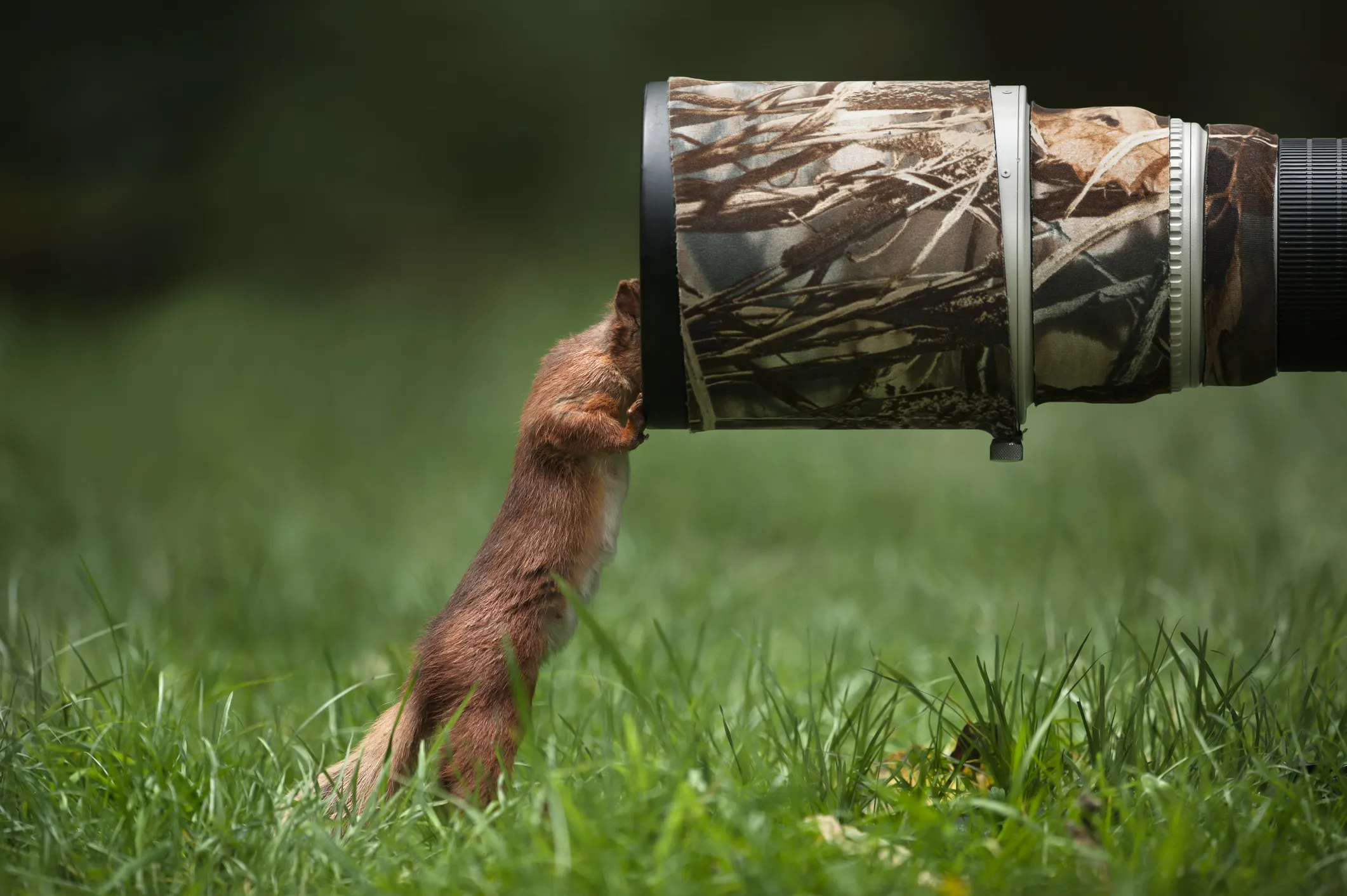 In Russia’s Wildlife Reserves, AI Is Watching the Animals So Humans Don’t Have To