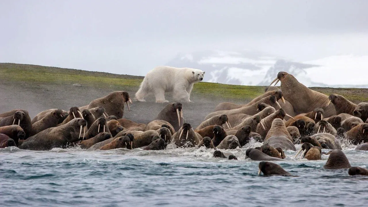 Researchers Build Global Database of Atlantic Walrus Haul-Out Sites