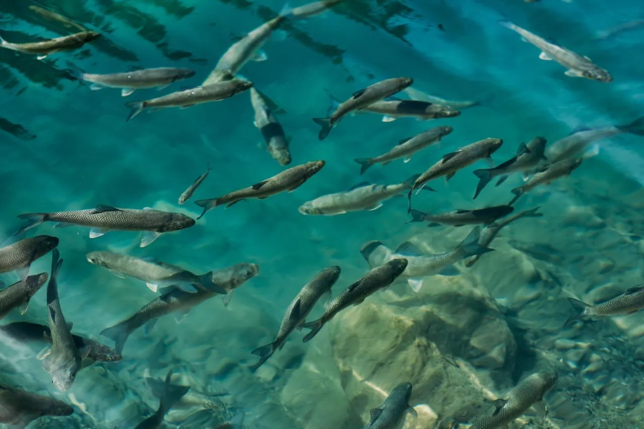 AI Is Boosting Trout Farming in Russia’s Karelia