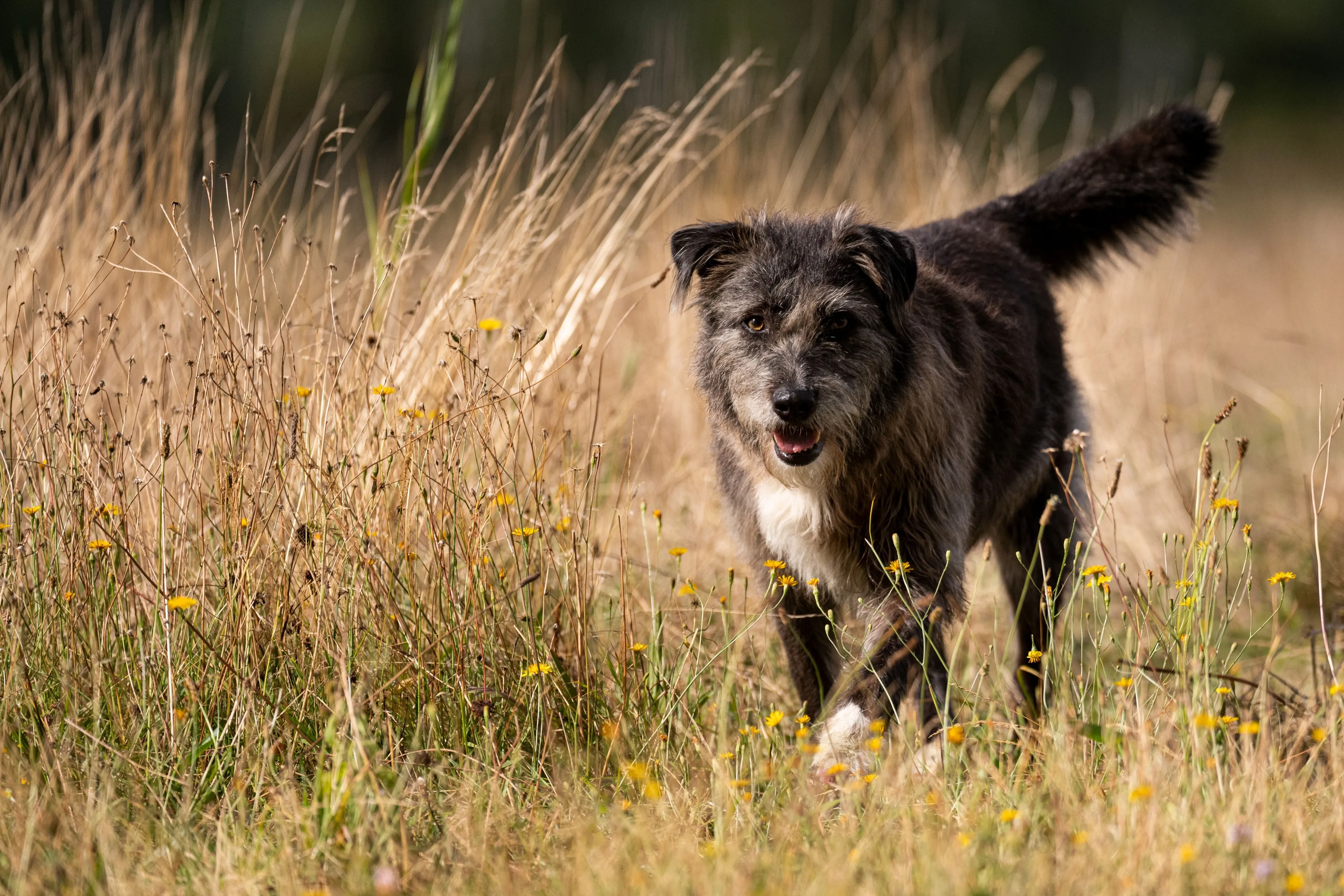 In Russia, AI Is Taking On Stray Dogs and Urban Disorder