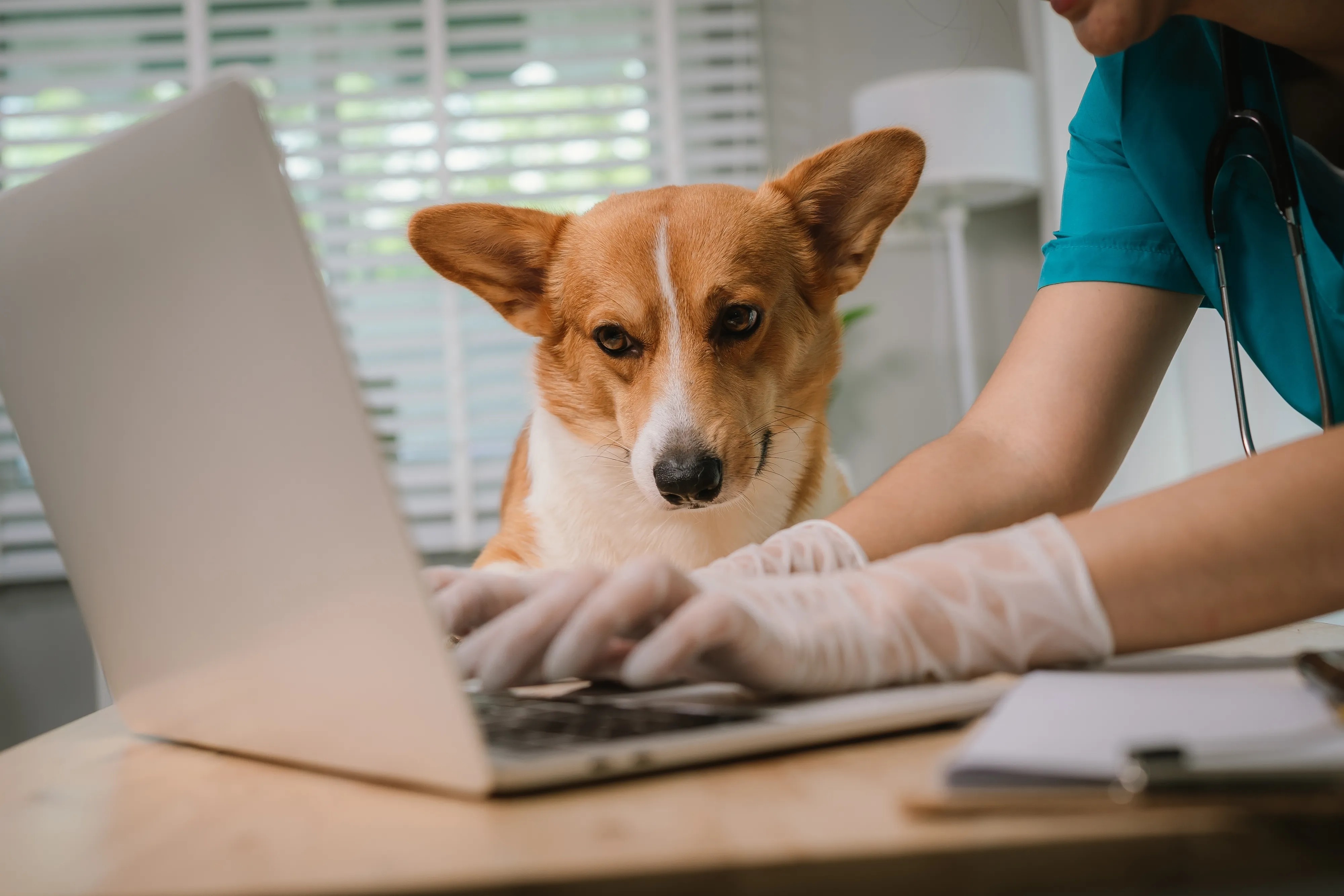 Russia Taps AI to Standardize Veterinary Care