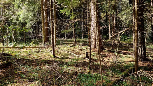 Artificial Intelligence in Russia Is to Become a Digital Forester