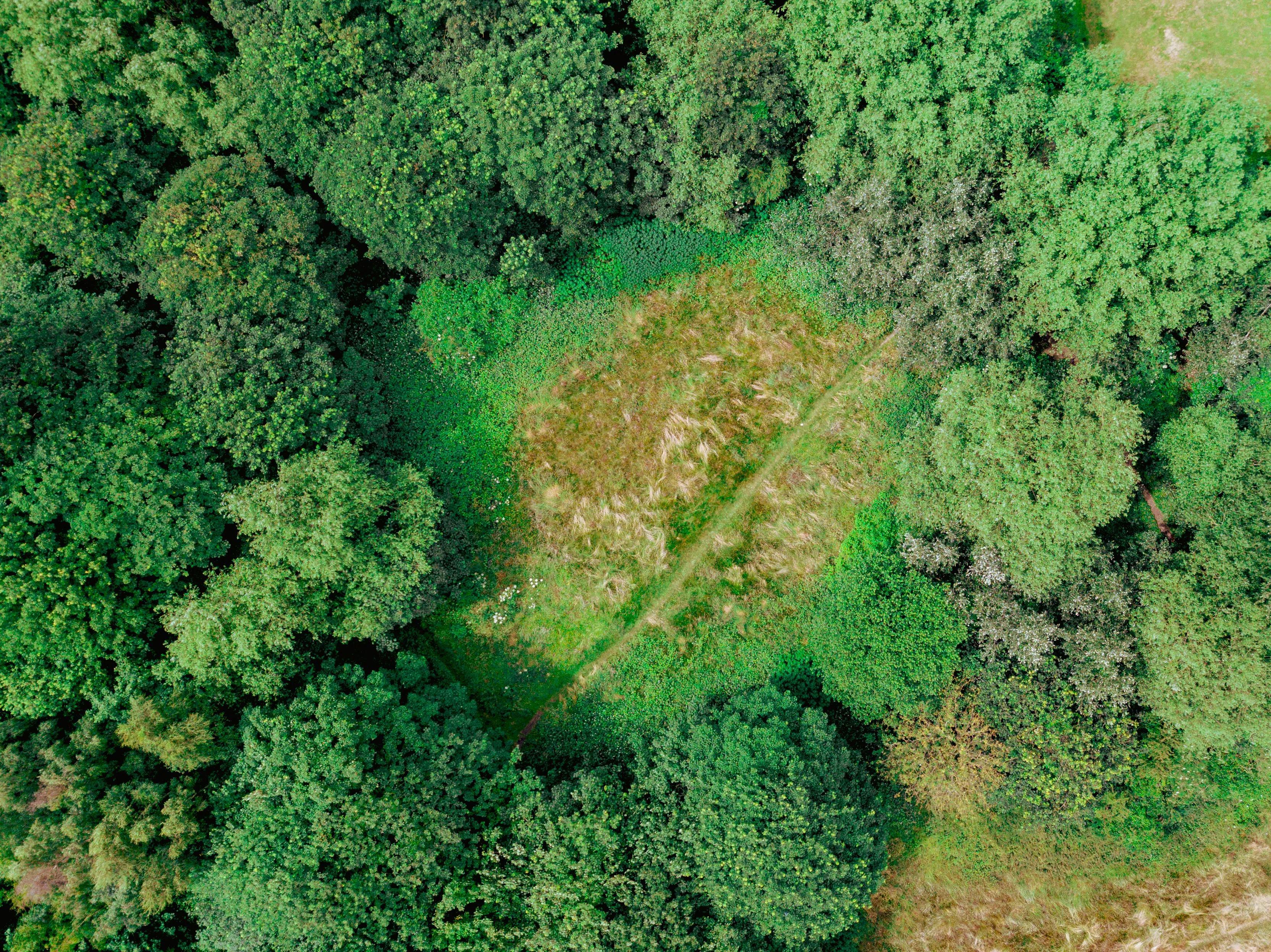 Russia Integrates Advanced Neural Network Into “Digital Forest” Platform