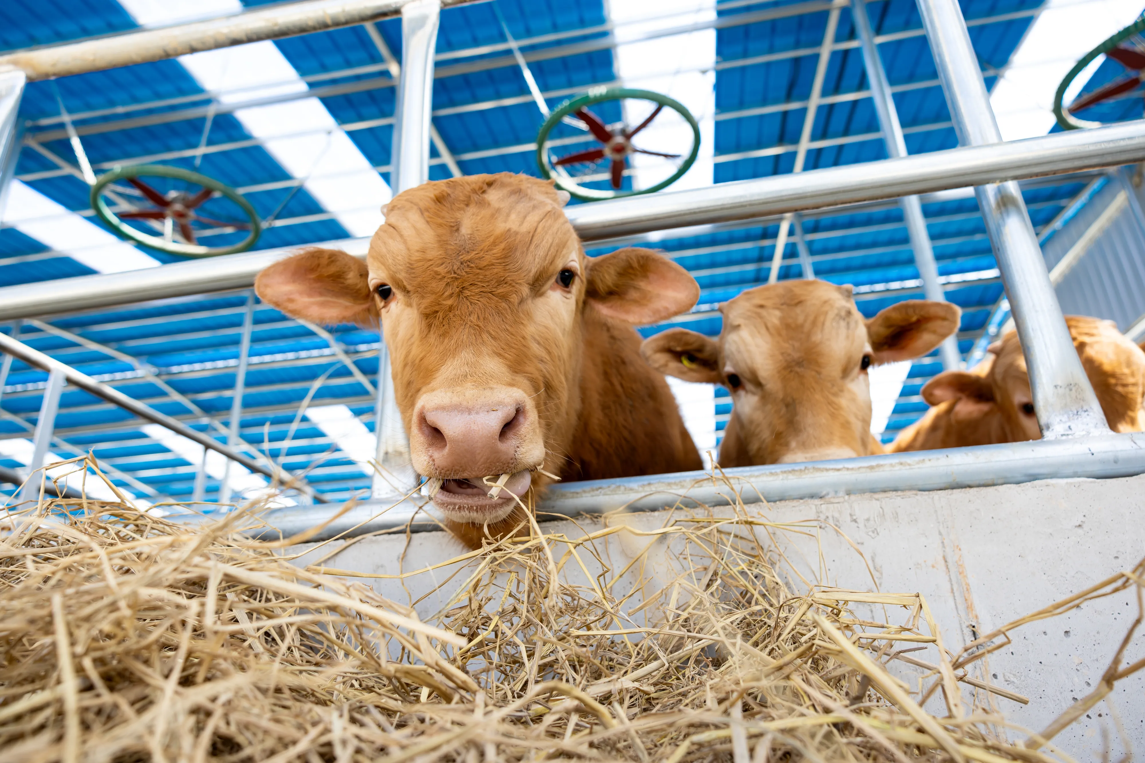 Russian Agritech Firm Pioneers AI, Augmented Reality, and Computer Vision on the Farm