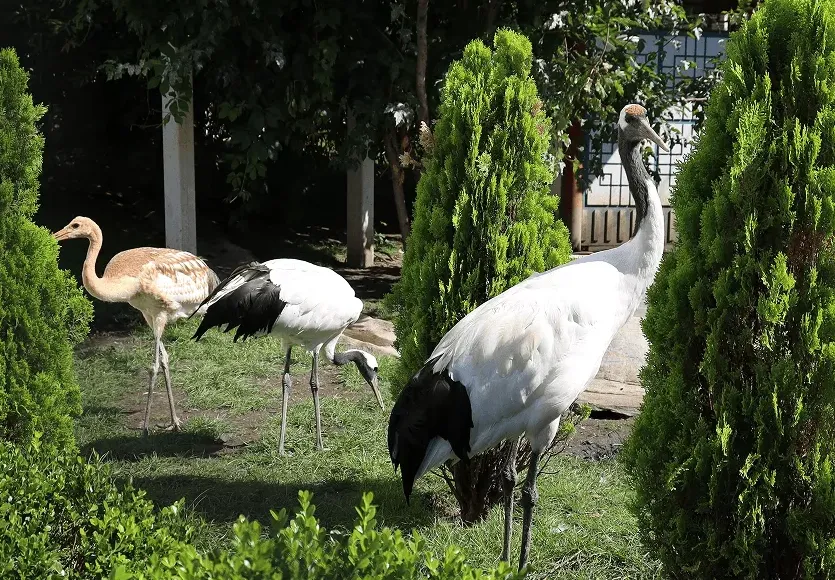 Moscow Zoo Lets Visitors Watch Its Birds Live, Anytime