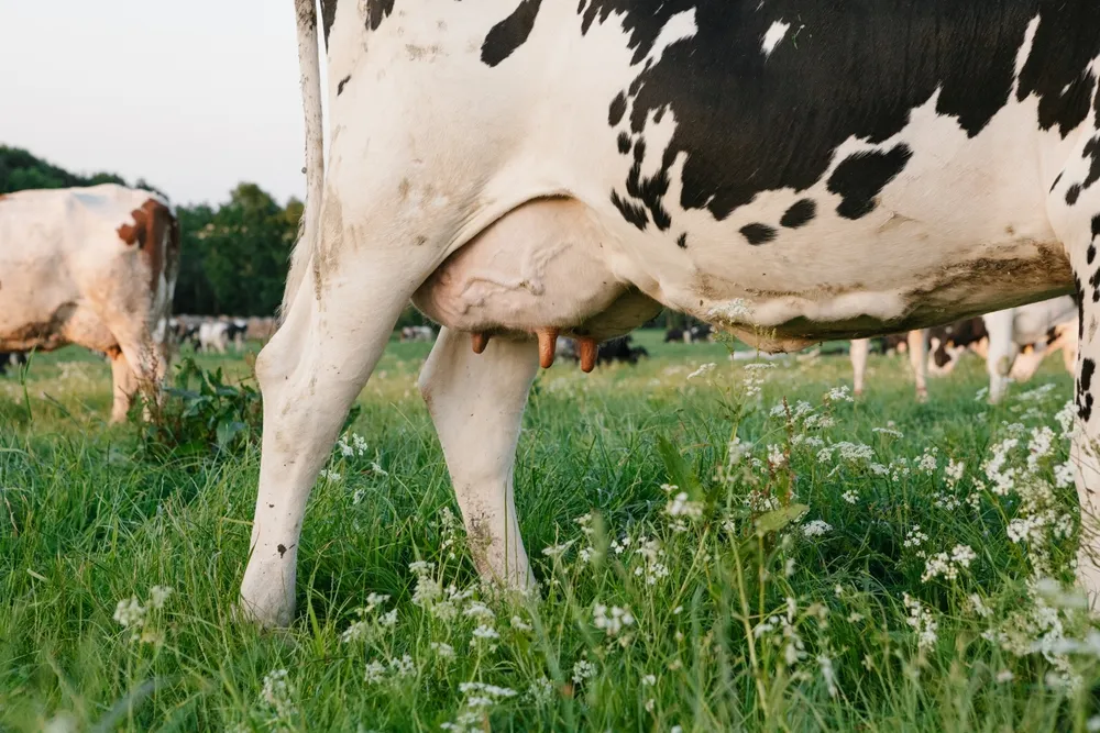 Artificial Intelligence Will Help Russian Cows Produce More Milk