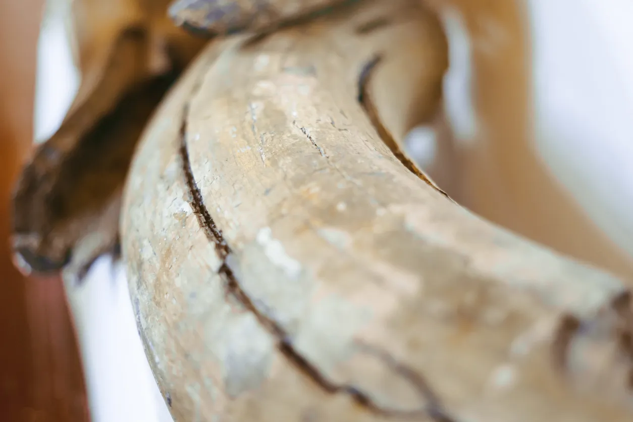 Russian Scientists Use a “Digital Scalpel” to Study Why Mammoths Went Extinct