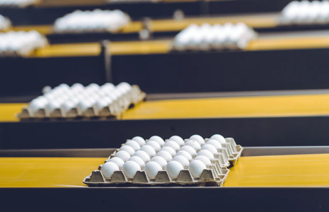 AI Automates Egg Sorting at Russian Poultry Farm