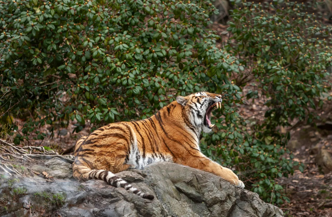 AI Meets the Wild: How Neural Networks Are Helping Save Russia’s Rare Animals