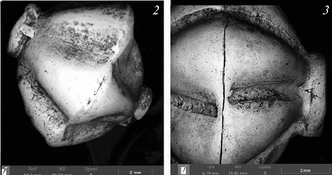 Russian Scientists Use Digital Tools to Study Ancient Treasure