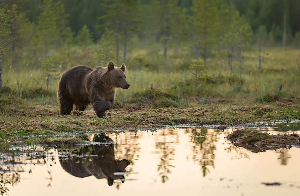 AI to Rewrite Wildlife Counts in Russian Reserves
