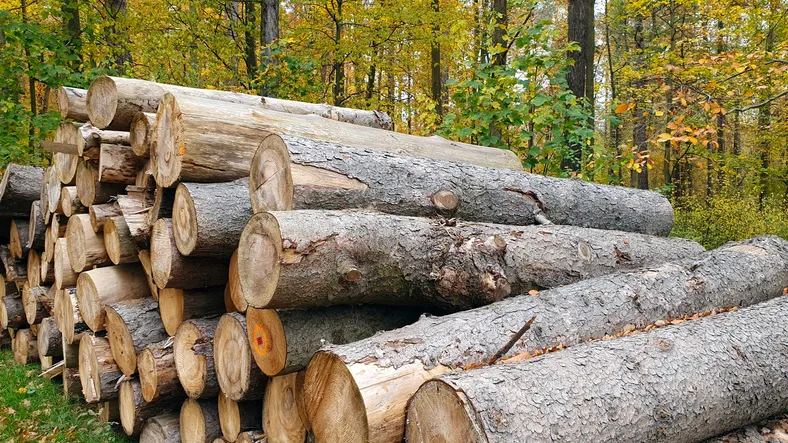 Российские студенты создали бот для подсчёта древесины в кузове грузовика