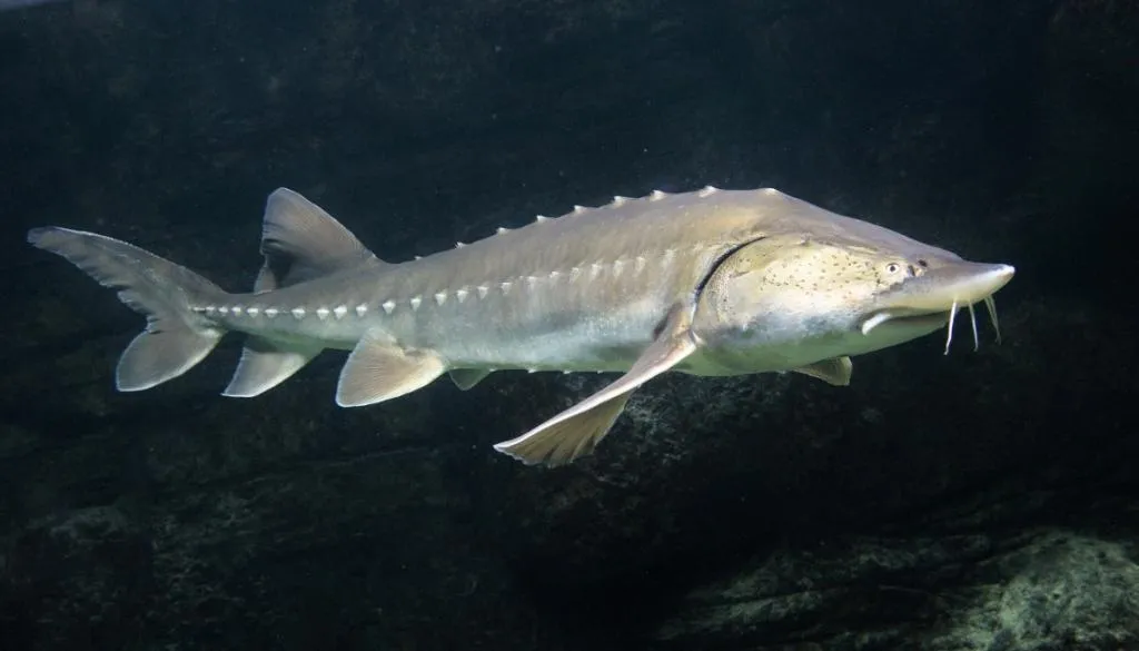 Russia Uses Artificial Intelligence to Breed Valuable Fish Species