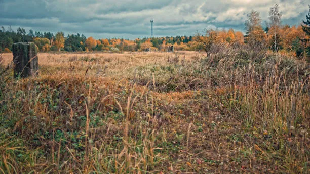 Russia Develops AI System to Bring Abandoned Farmland Back Into Use