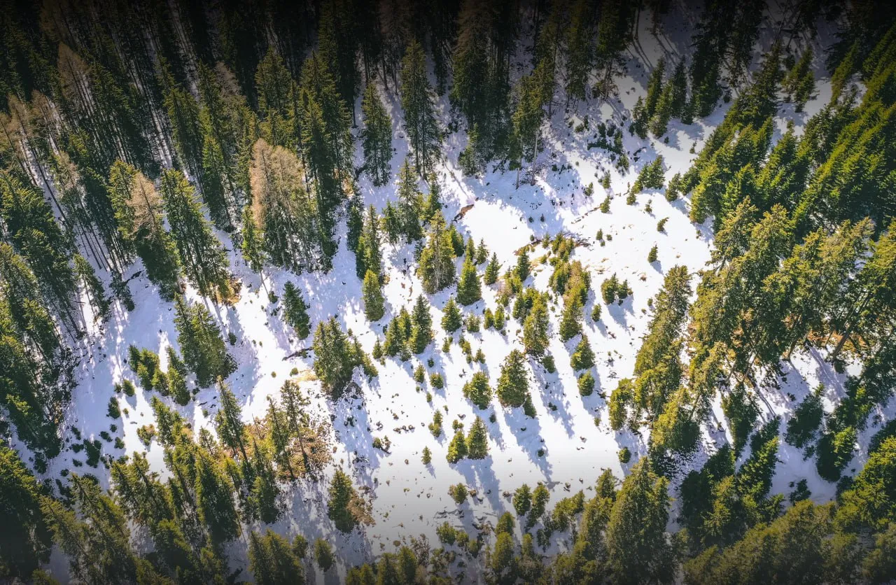 Digital Technologies Expand Forest Monitoring Coverage in Russia