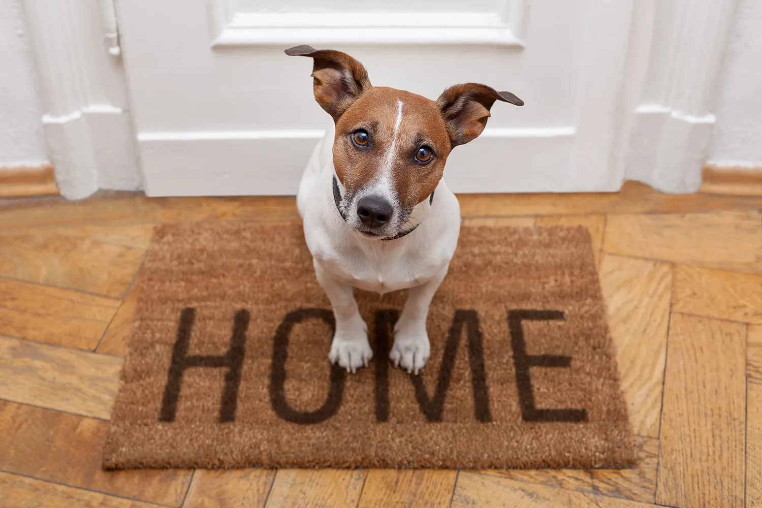Photo - Lost and Found: Russia's E-Government to Help Reunite Pets With Their Owners