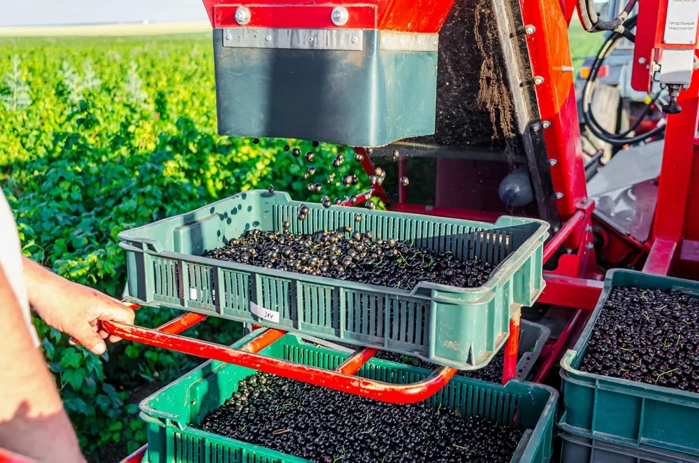 Russian Engineers Use AI to Build a Smarter Berry Harvester