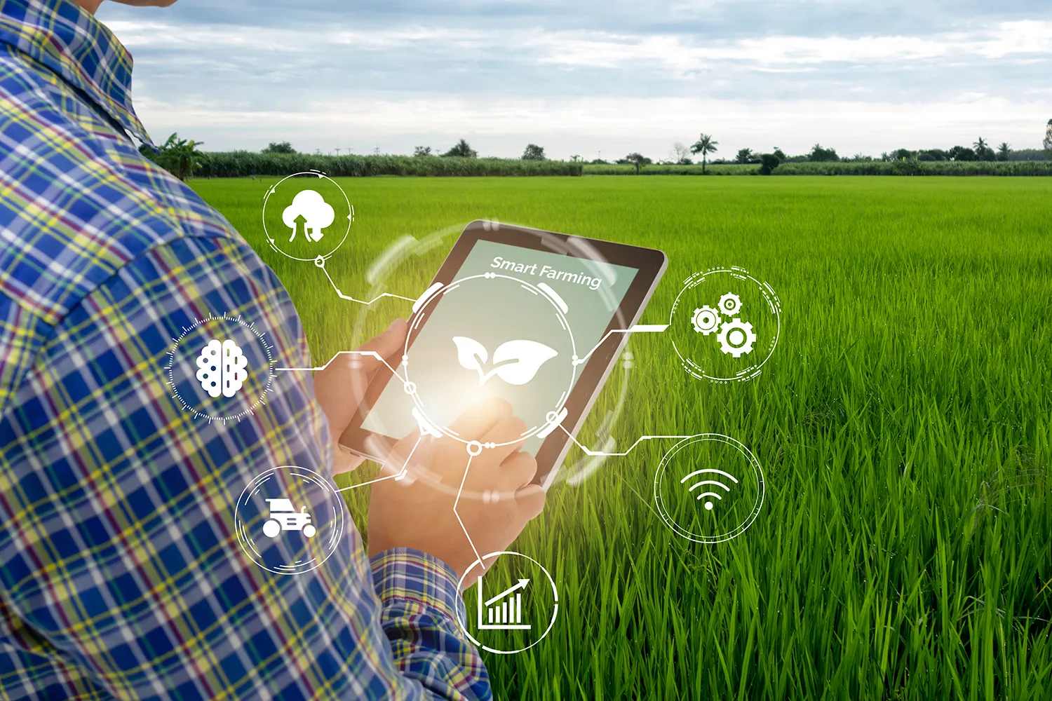 Photo - Harvest Under AI Supervision: Russian Robot and Neural Network Tackle Plant Diseases