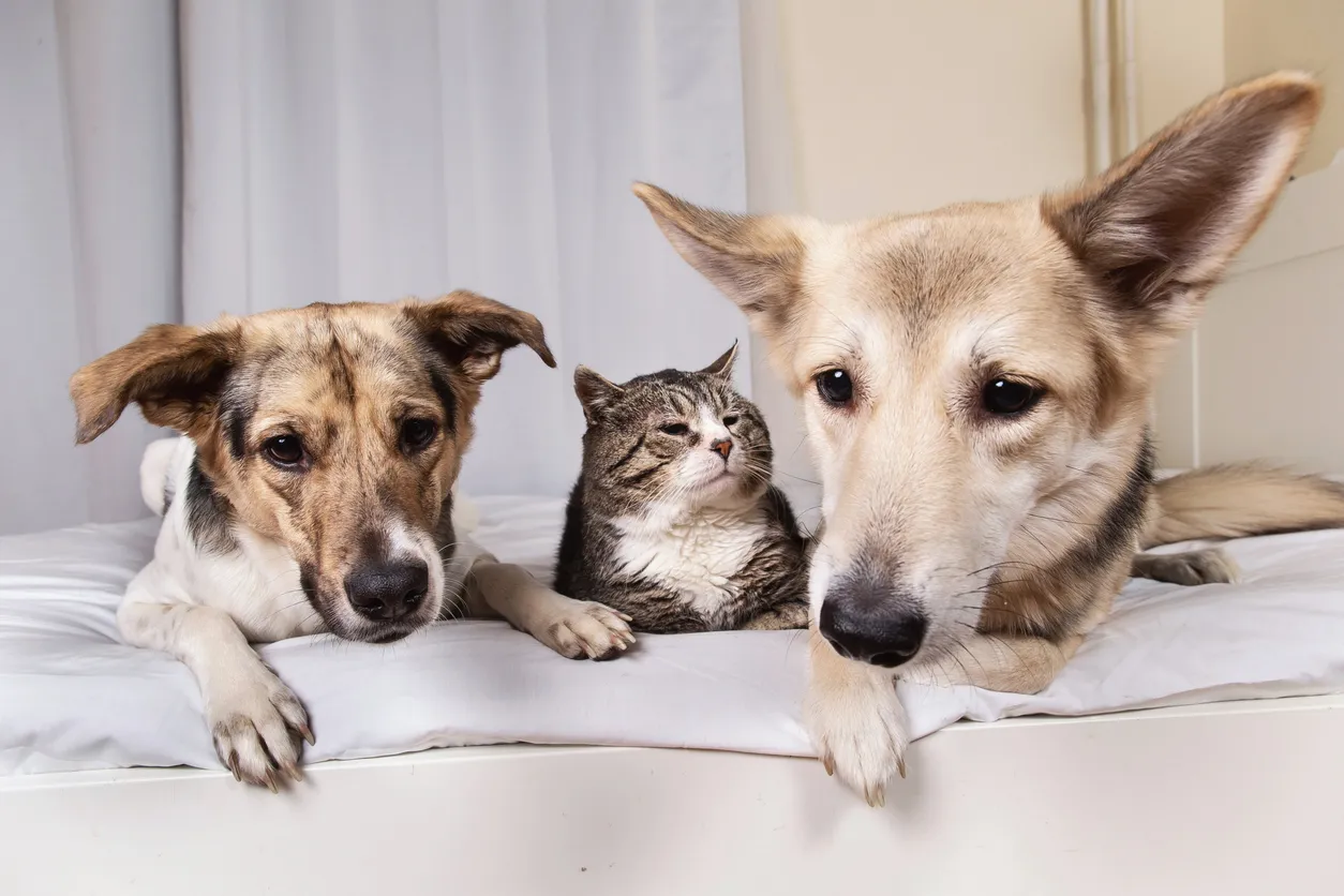 Novosibirsk Researcher Develops 3D-Printed Prosthetics for Pets