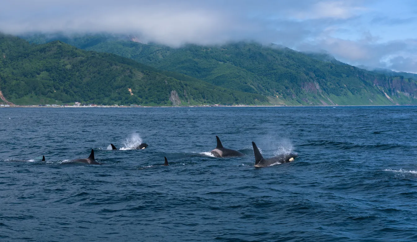 In Russia, Drones Are Helping Scientists Track Whales in Real Time