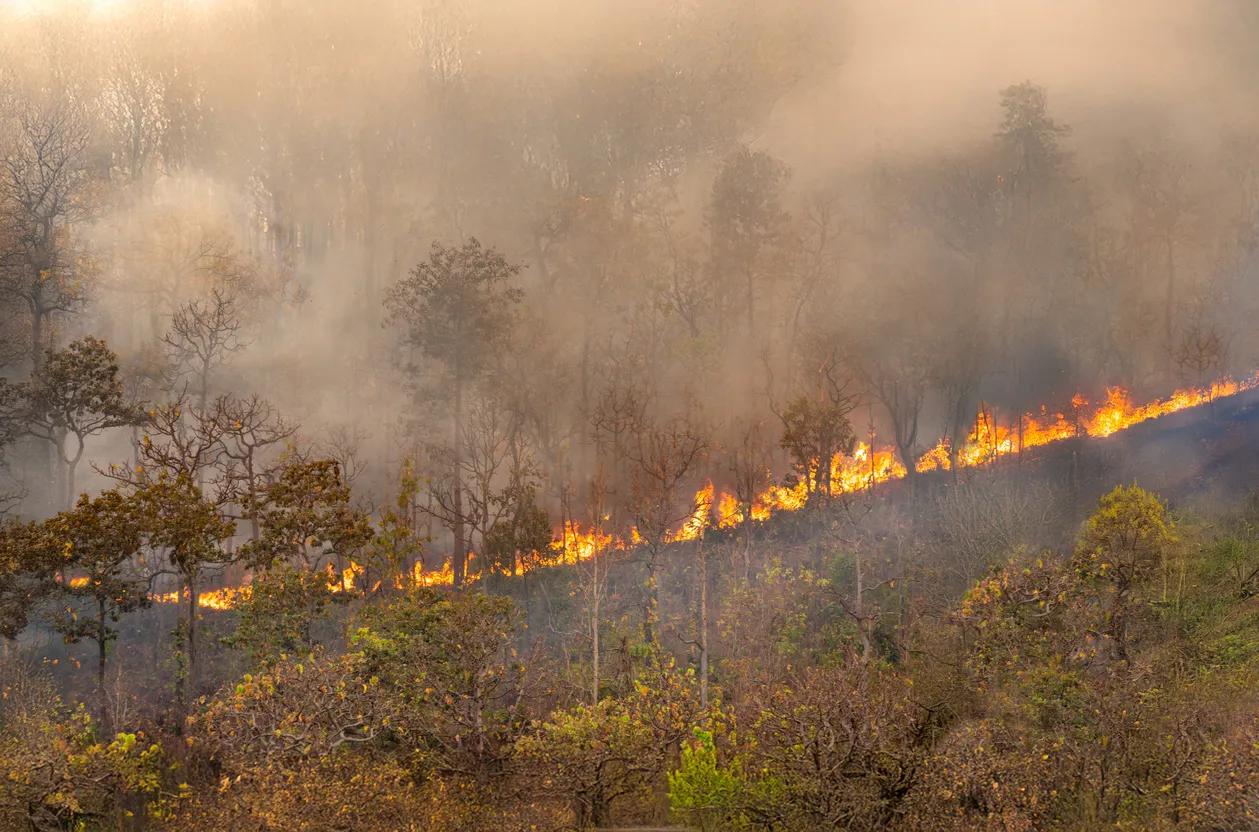 Khabarovsk Scientists Develop AI-Driven System to Protect Forests