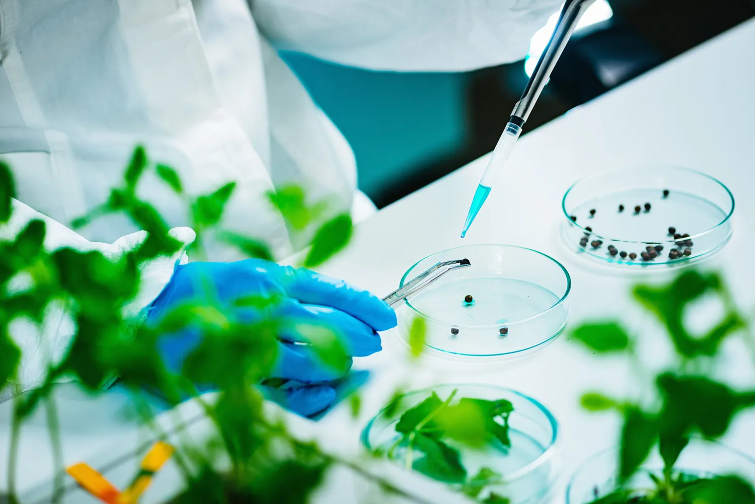 Photo - Calibrating Weeds: Harmful Plants Enter a Digital Catalog