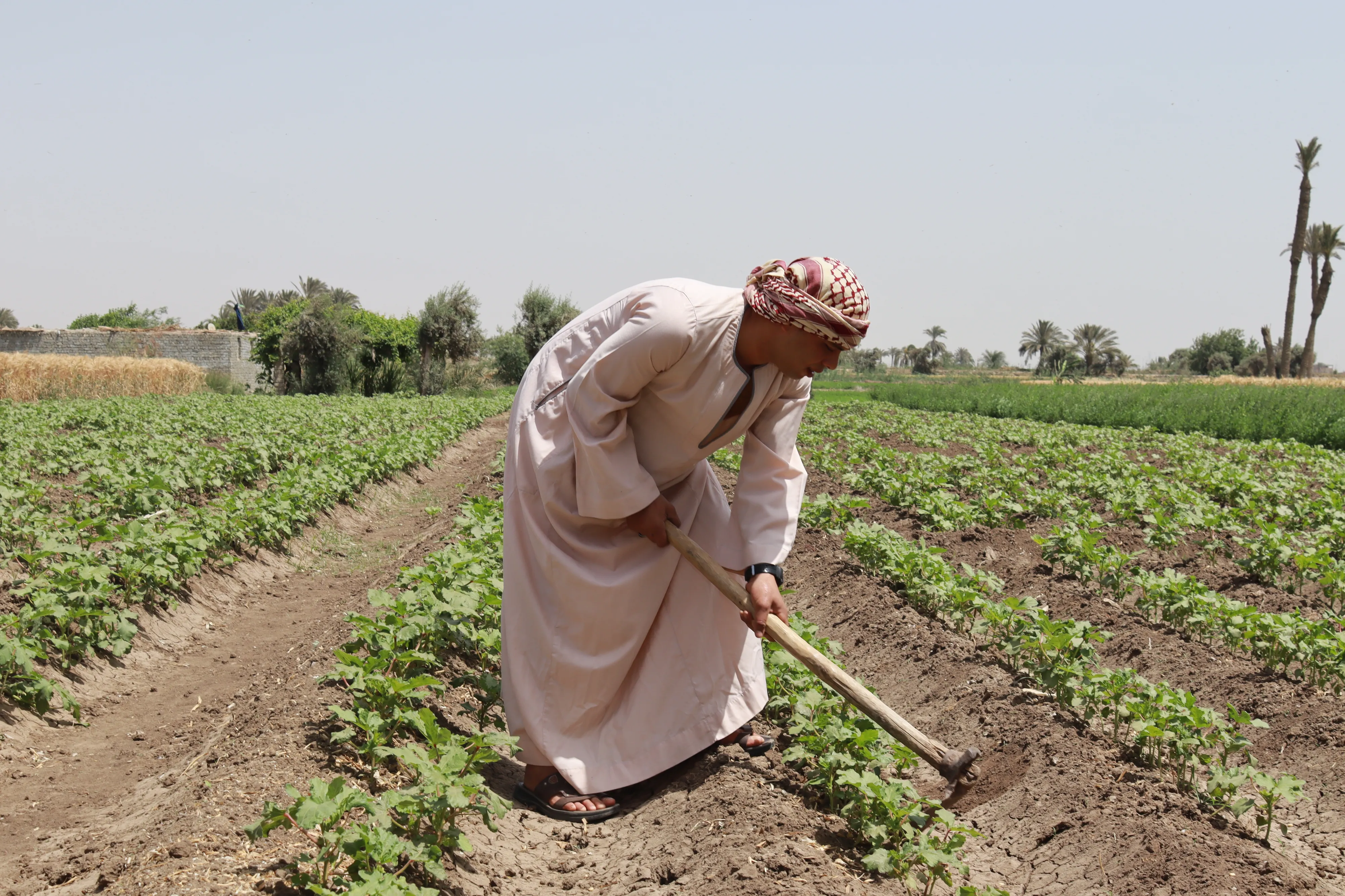 Russian Agrotech Expands into Egypt’s Agricultural Market