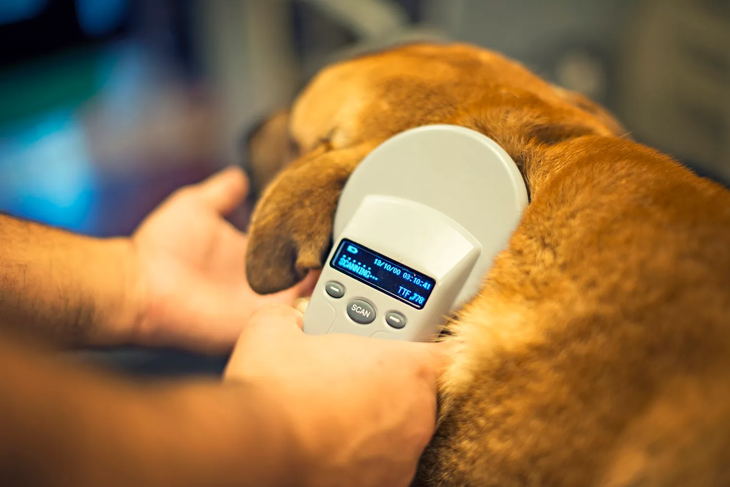 Photo - A New Digital Platform for Pet Owners Launched in Moscow Region