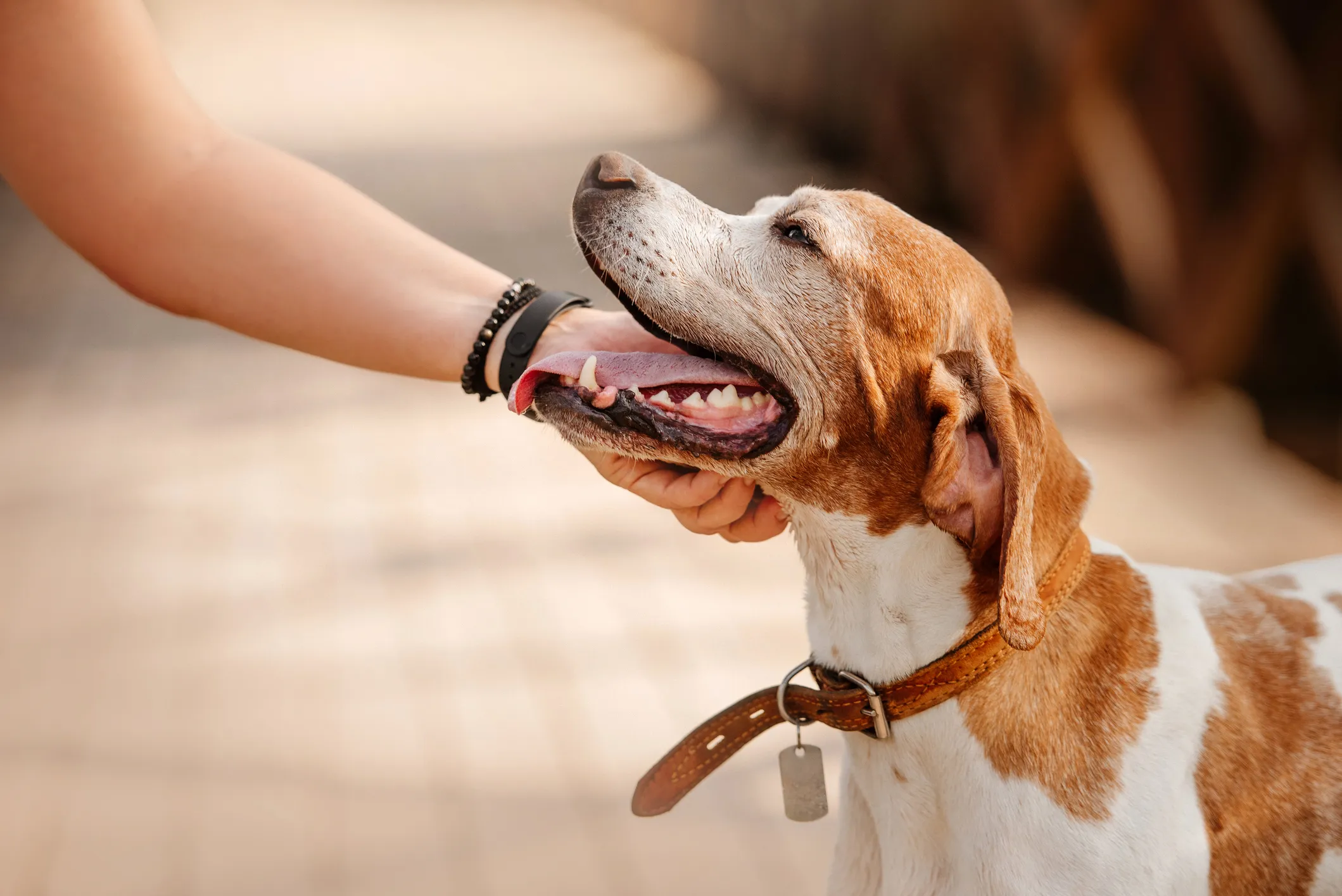 Russia Launches Mobile Service for Pet Care via e‑Government Portal