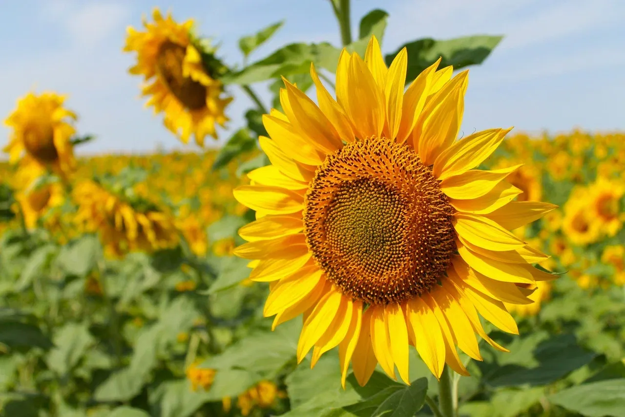 Working Version of Atlas of Global Agricultural Markets Platform Presented in Russia