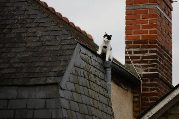 Neural Networks in Russia to Help Find Lost Pets by Whiskers, Paws and Tails