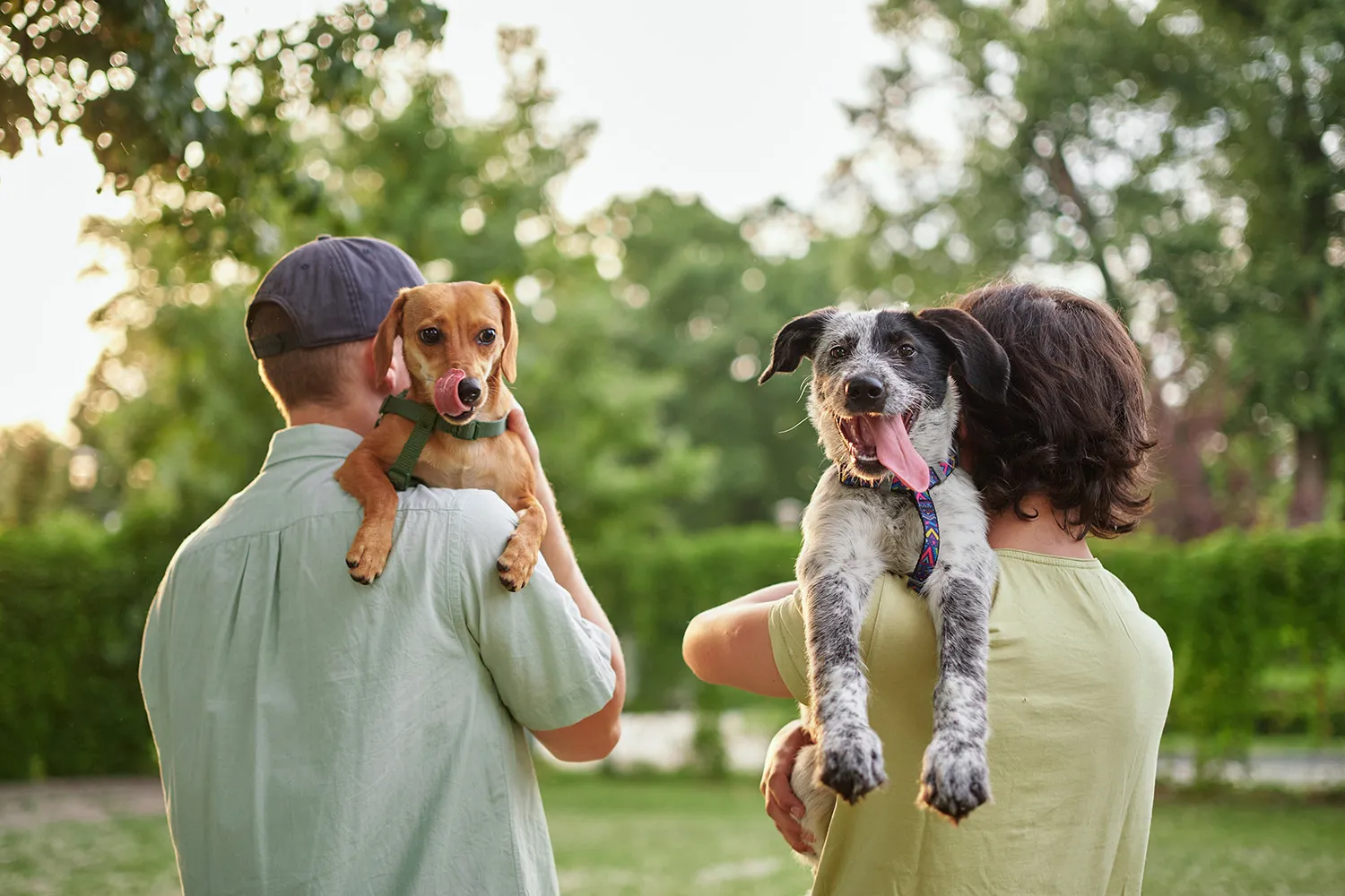 Photo - Lost and Found: Russia's E-Government to Help Reunite Pets With Their Owners