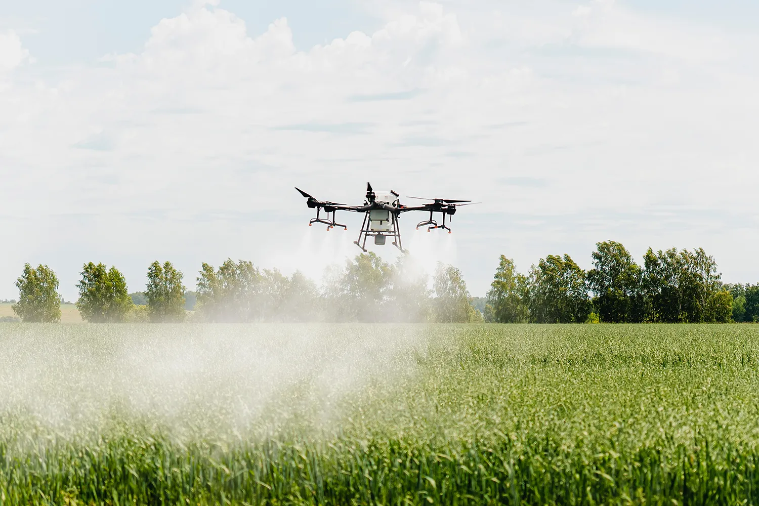 Photo - Yaroslavl Region vs. Giant Hogweed: How Drones Are Helping Fight an Invasive Threat