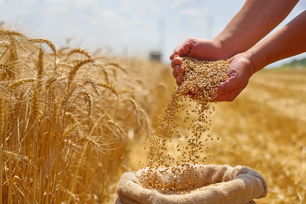 AI-Powered Grain Sorters Set New Standard for Russian Agriculture