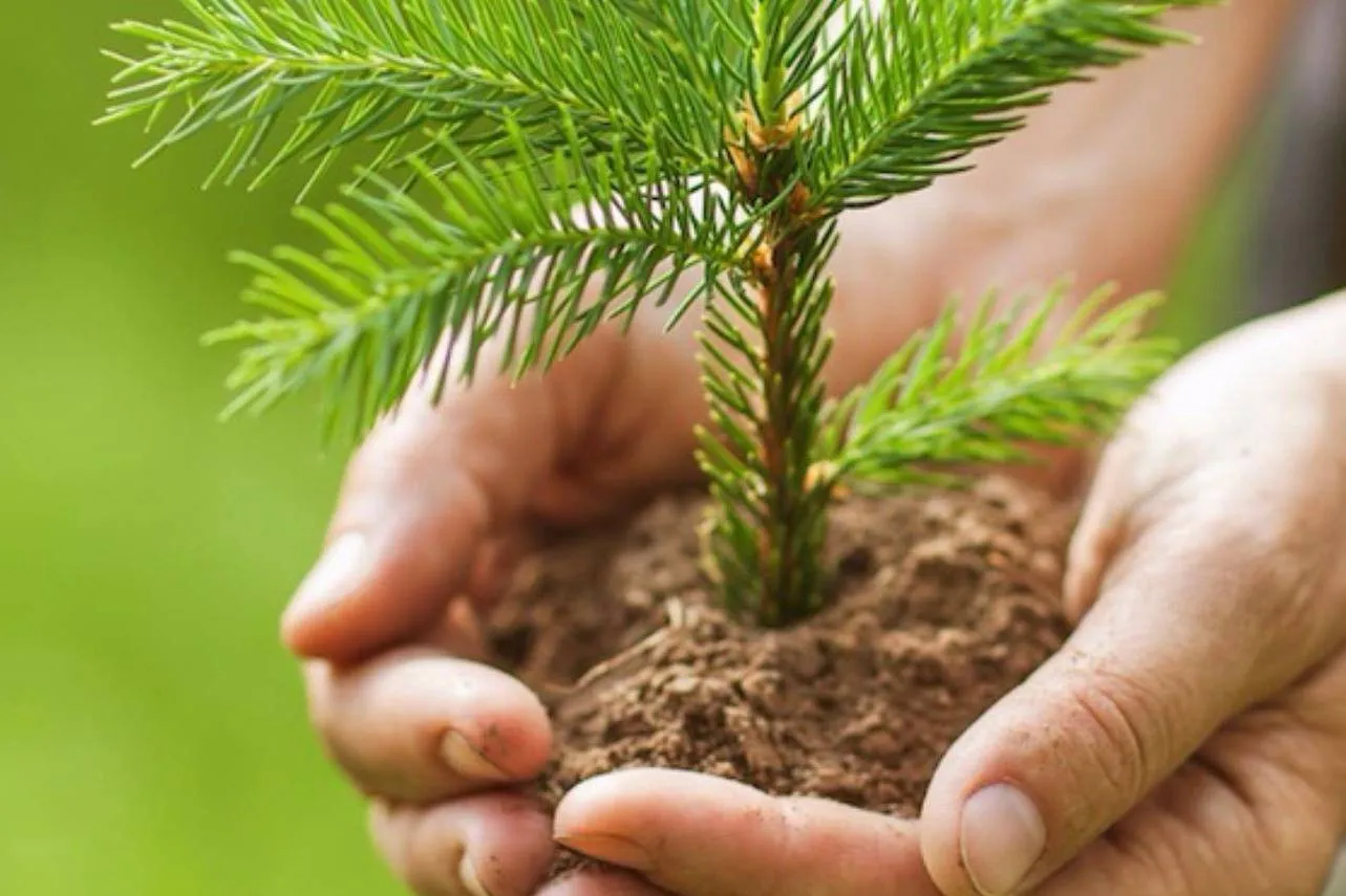 Digital Government Services in Moscow Save 3,500 Trees