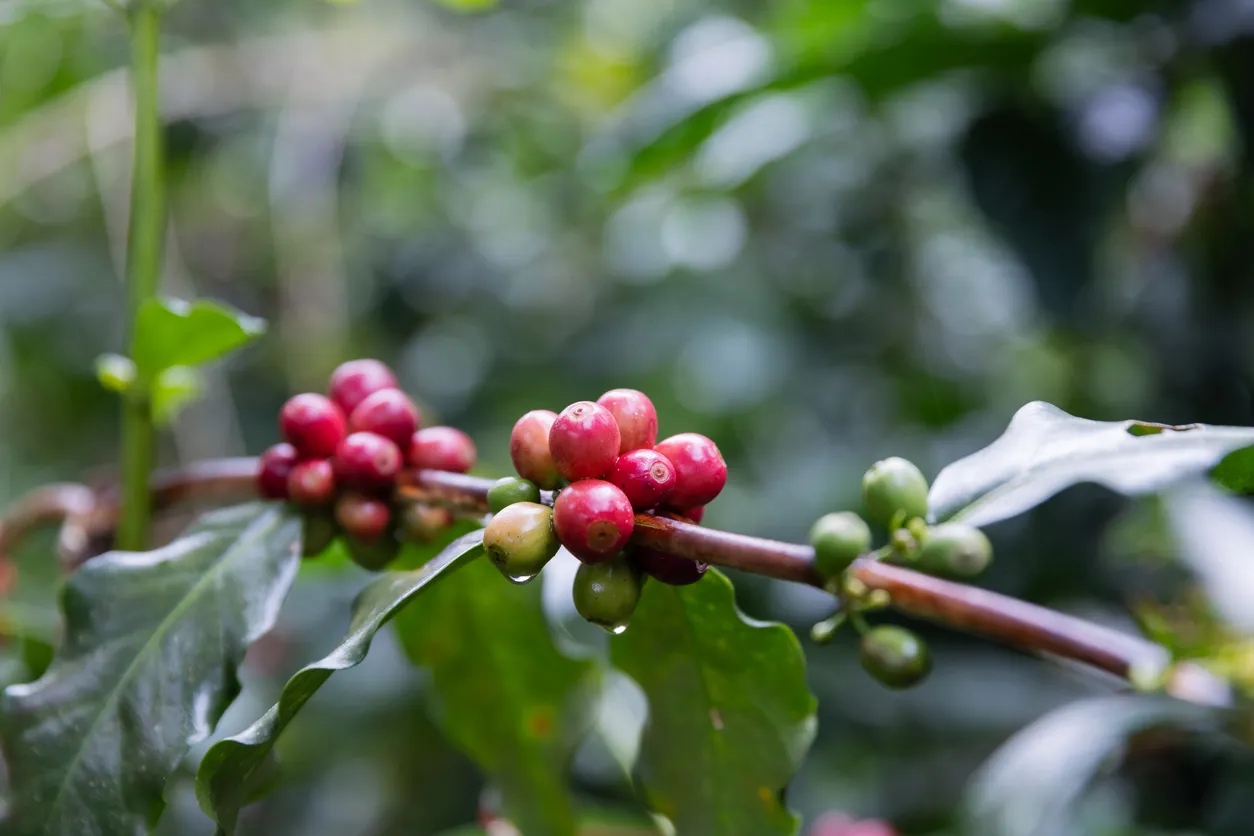 Russian AI-Powered Coffee Sorters Enter Libyan and Turkish Markets