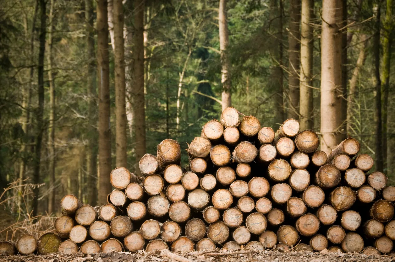 Russia to Calculate Timber Volumes Using Neural Networks