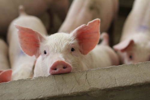 AI-Powered Monitoring System Boosts Russia’s Livestock Sector