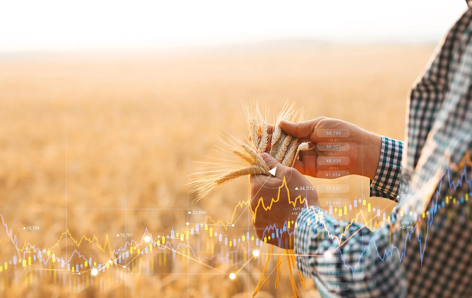 Photo - Paper Backed by Wheat: Fintech Breakthrough in Agribusiness