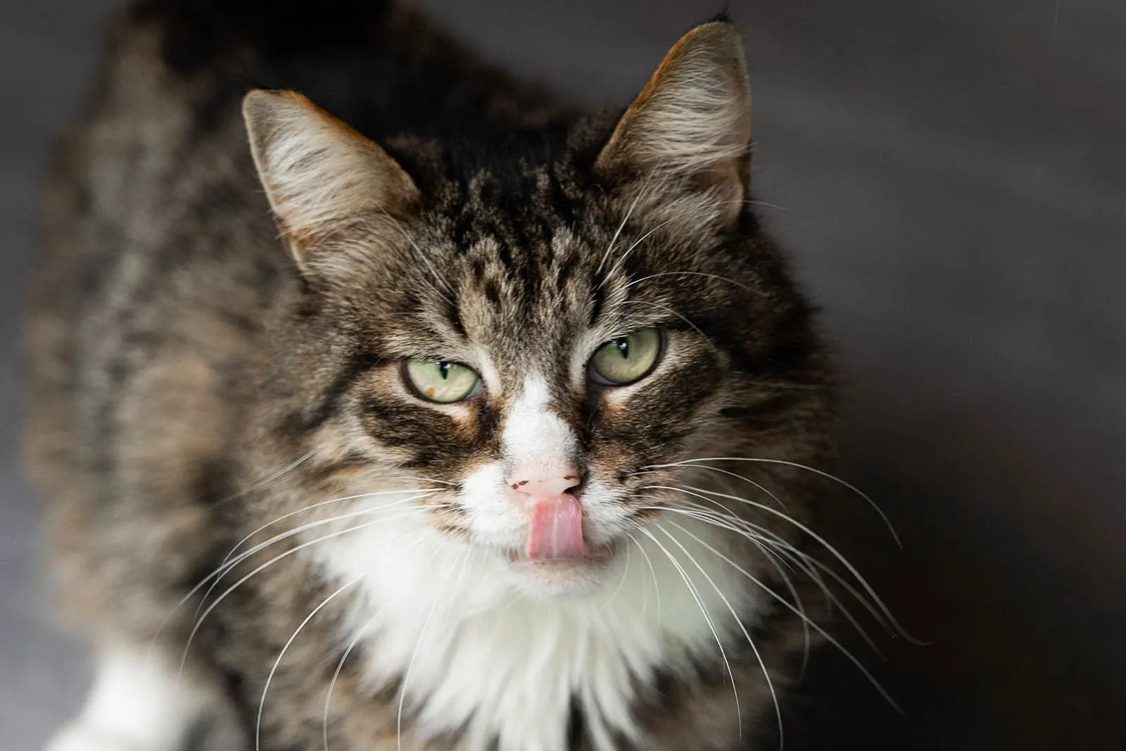 A Moscow Digital Pet Adoption Service Helped Two Shelter Cats Find a Home on New Year’s Night