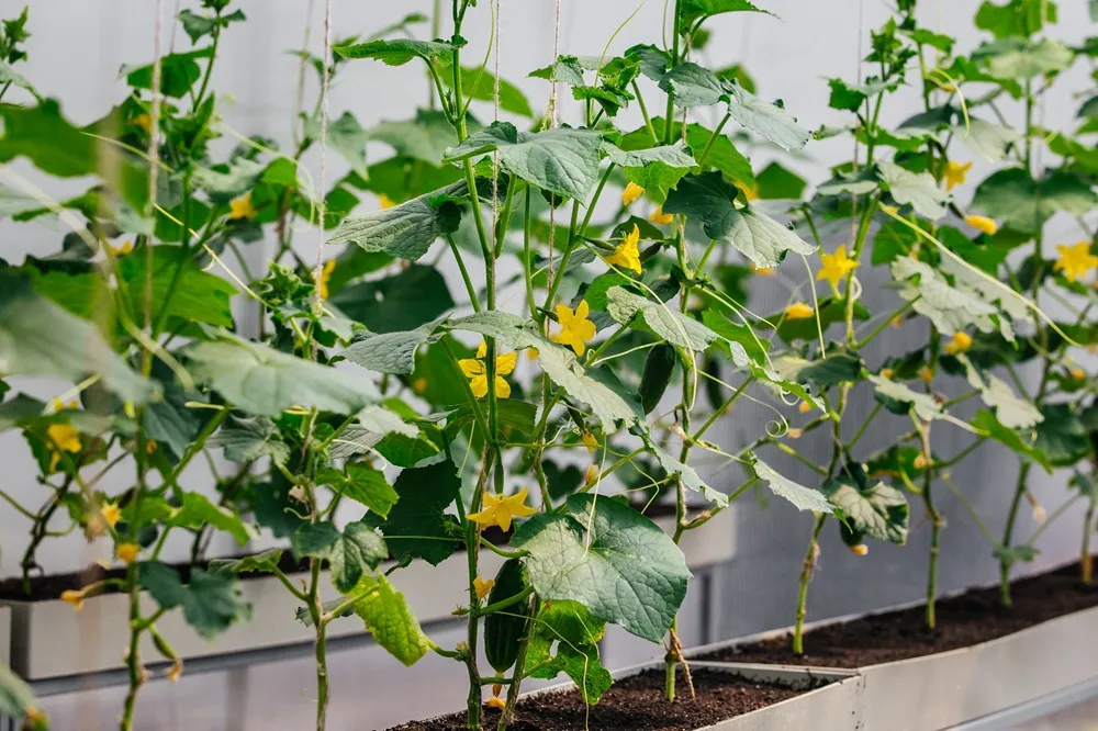 TPU Graduate Develops Neural Network to Manage Greenhouse Microclimates