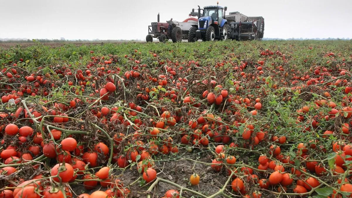 Volgograd Developers Launch AI System to Support Farmers