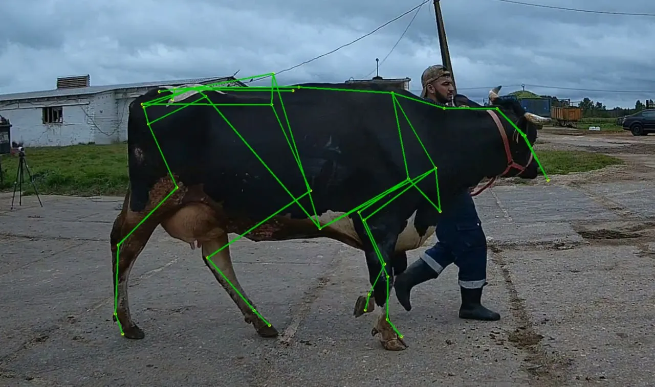 Russian Scientists Build New Database to Train AI to Estimate Cow Weight at a Glance