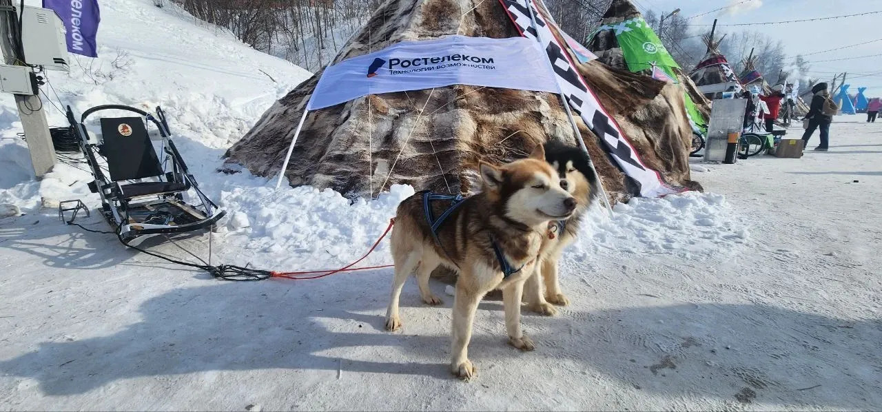Neuro-Predictor to Debut in Russia’s Yamal Region at Reindeer Herder Festival