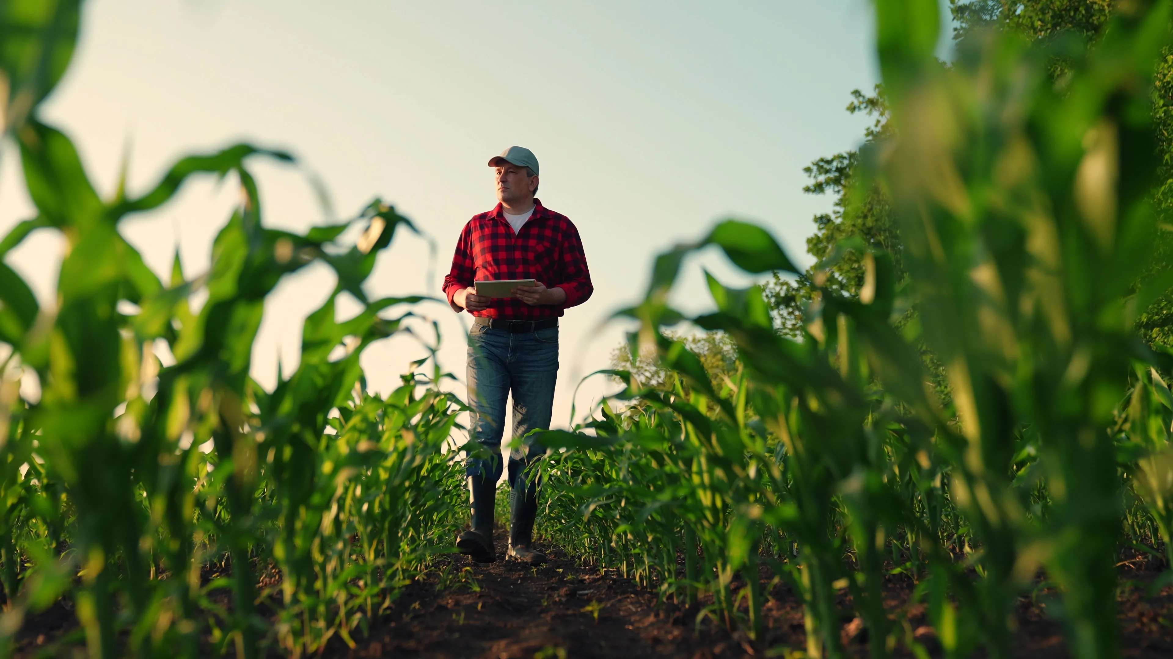 Russian Scientists Build Smart Crop Monitoring System