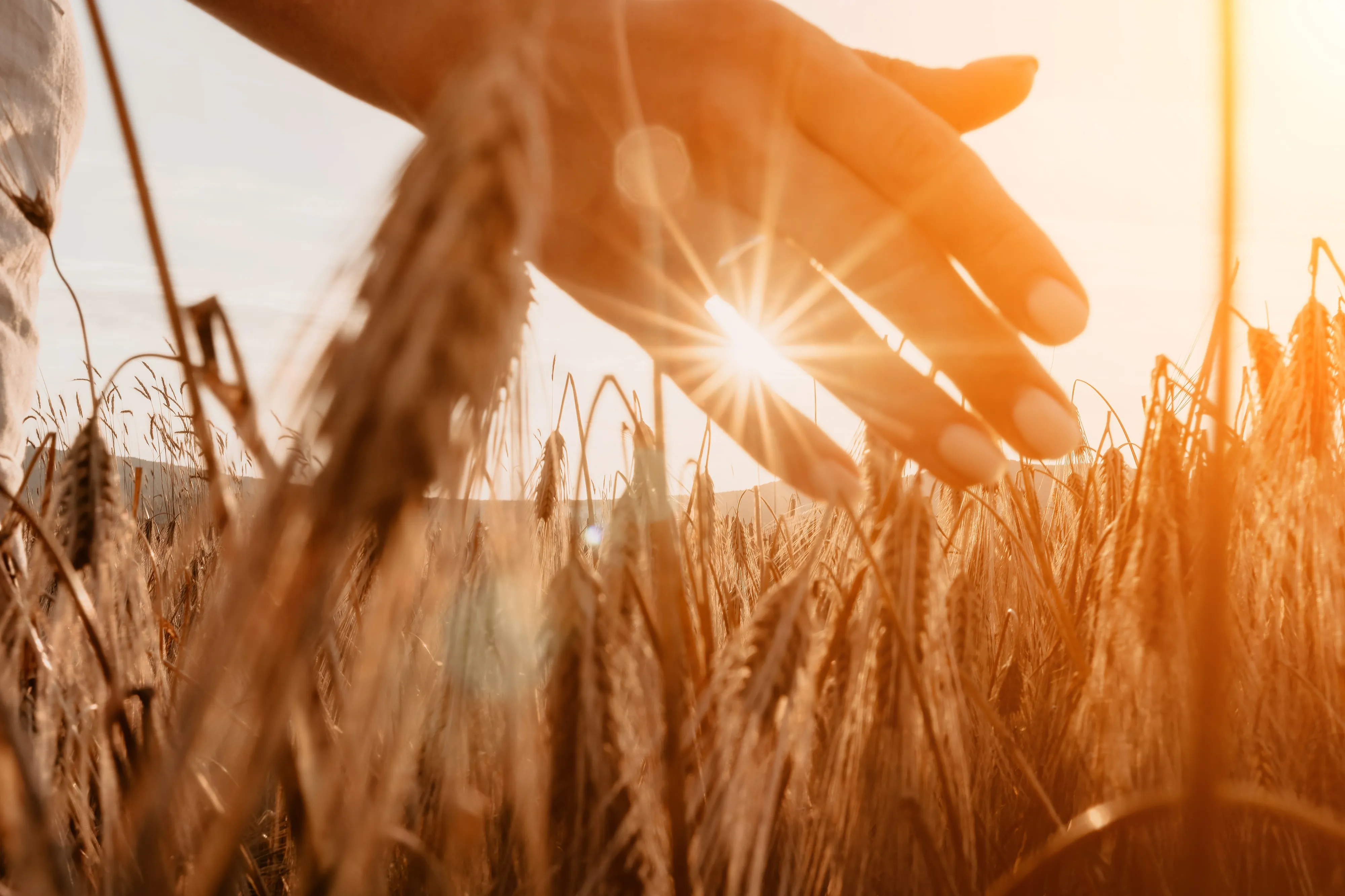 Russian Farmers Use AI to Diagnose Plant Diseases from Photos