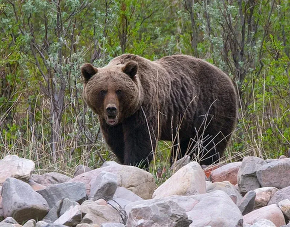 Yakutia National Park Uses Drones to Count Brown Bears