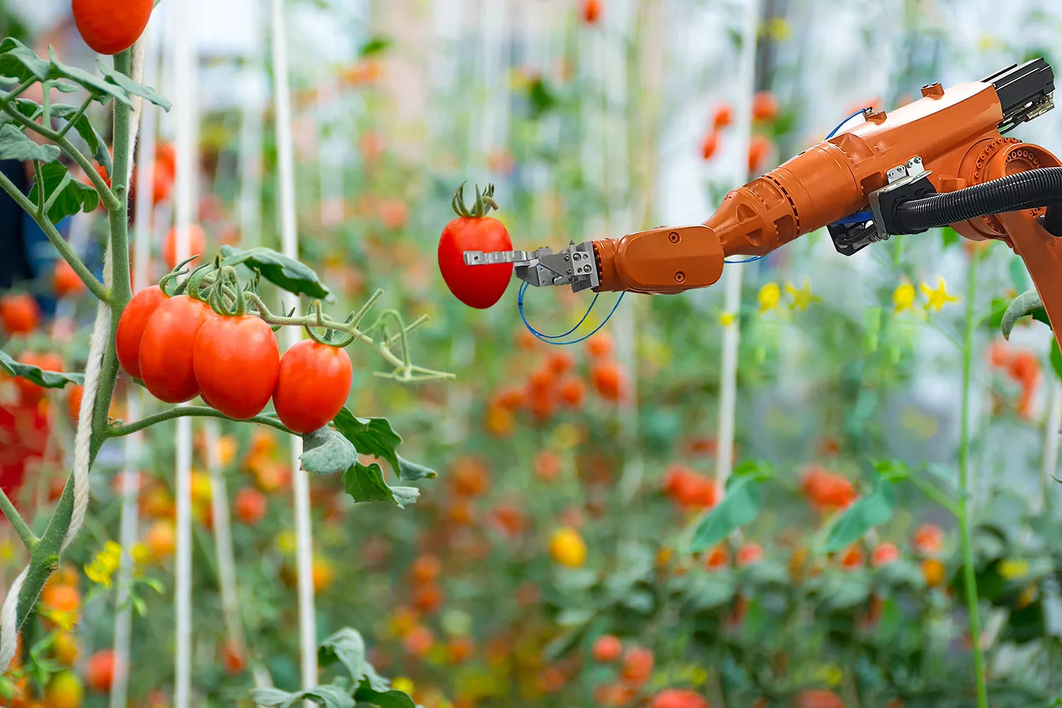 Photo - Precision Farming: How Russian AI Is Boosting Yields in Krasnodar