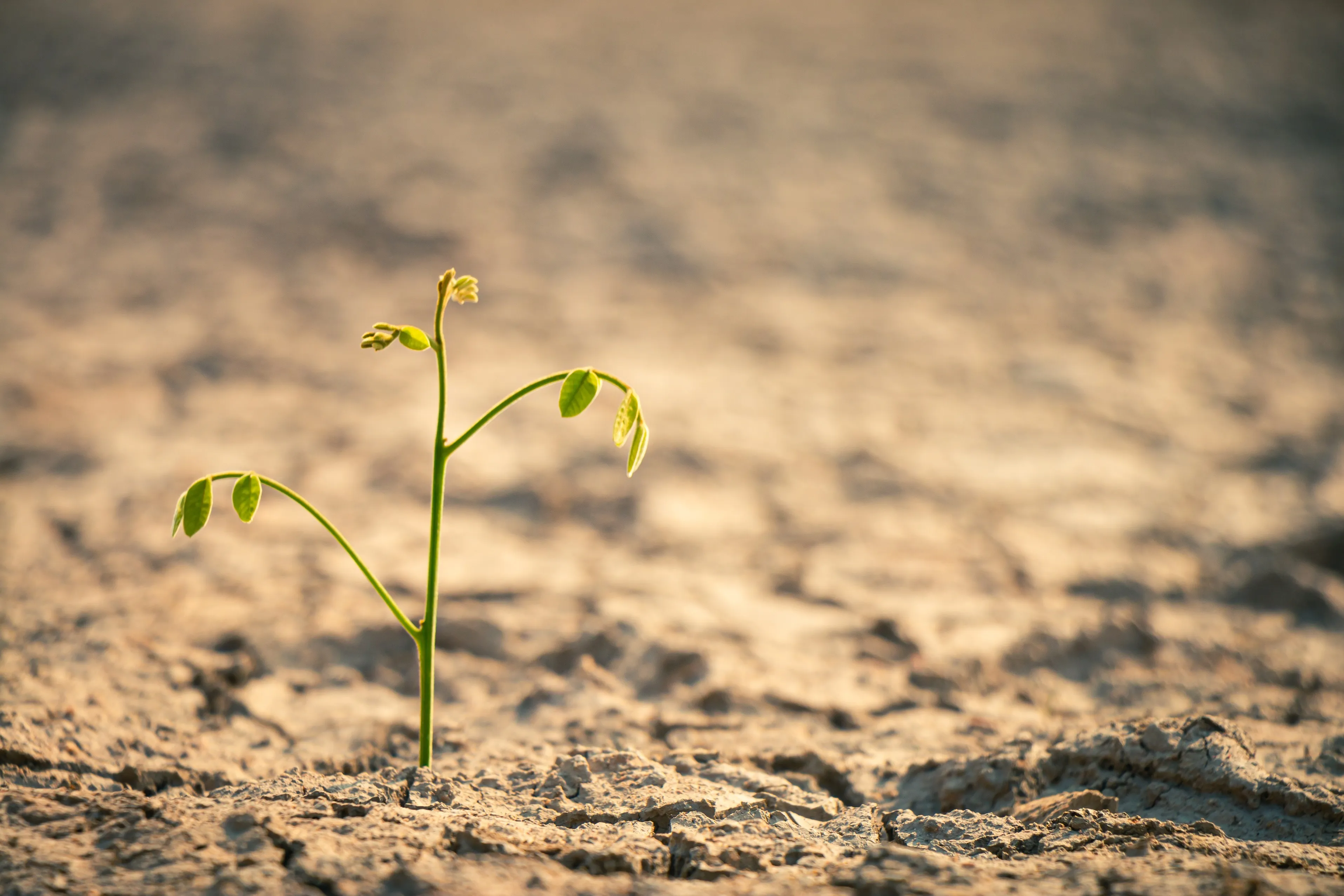 Russia Turns to Digital Tools to Combat Desertification