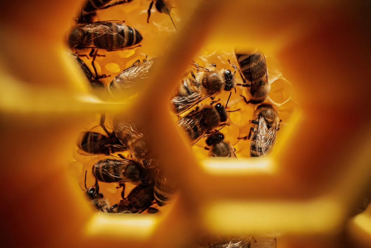 Russian Student Develops “Smart” System to Save Bee Colonies